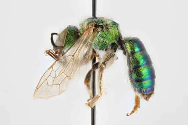 Invertebrate Collection
