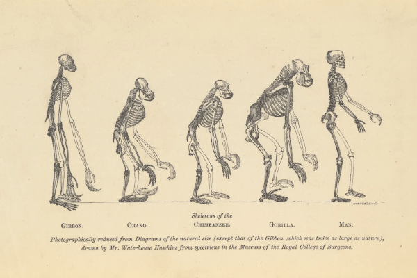 Evolution by Natural Selection