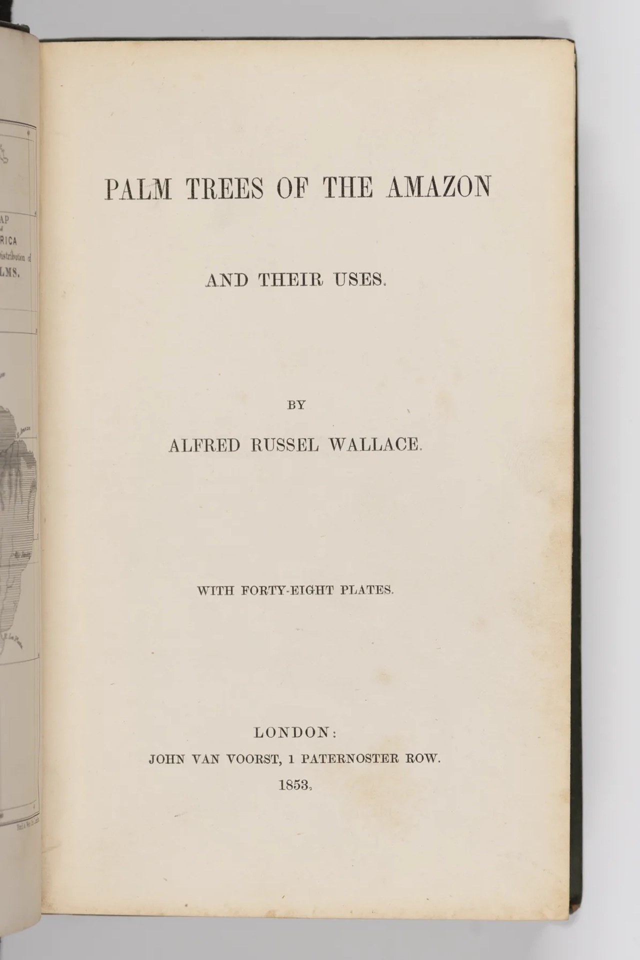 Palm Trees of the Amazon 1853