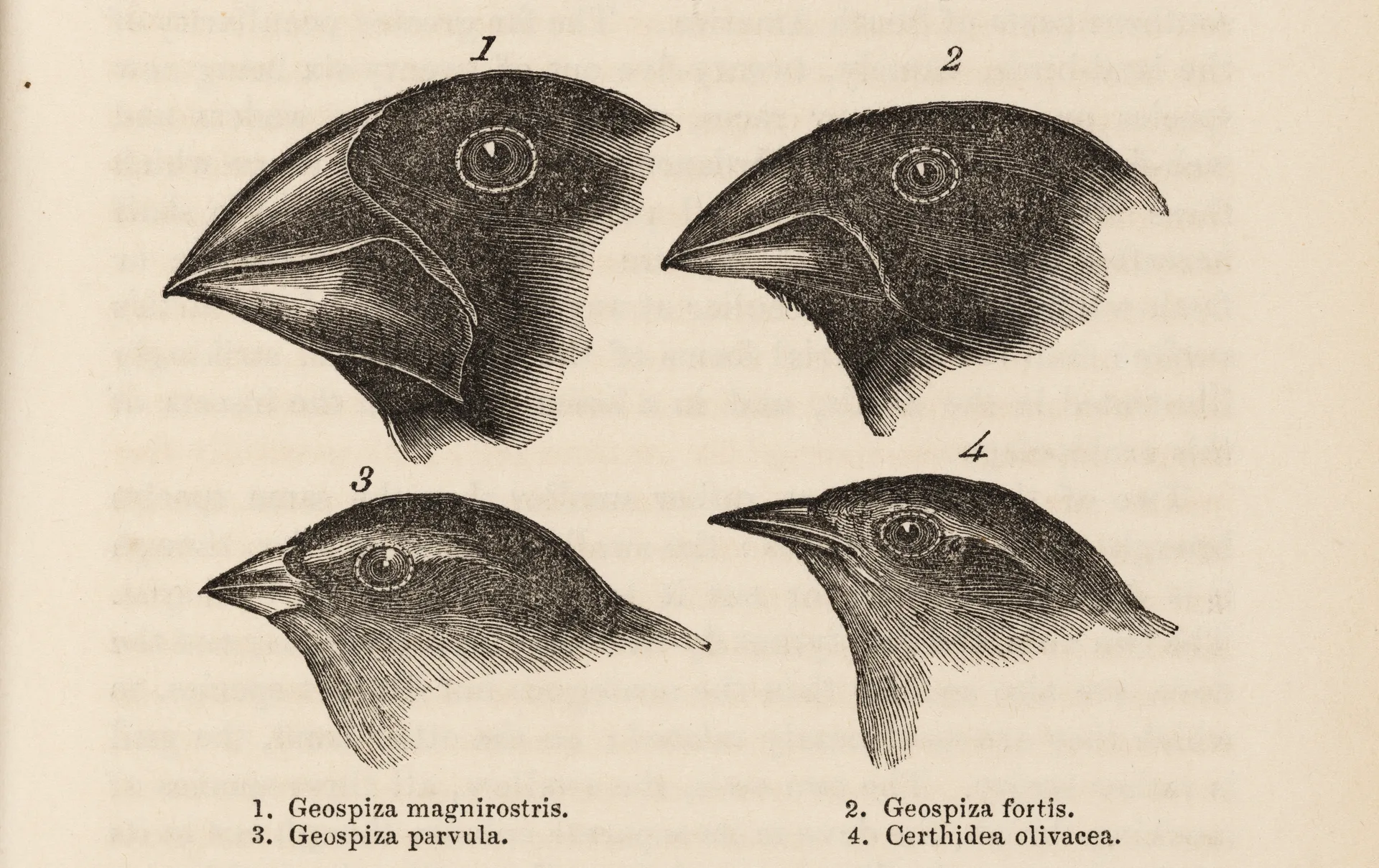 Darwin Galápagos Finches Beaks Illustration
