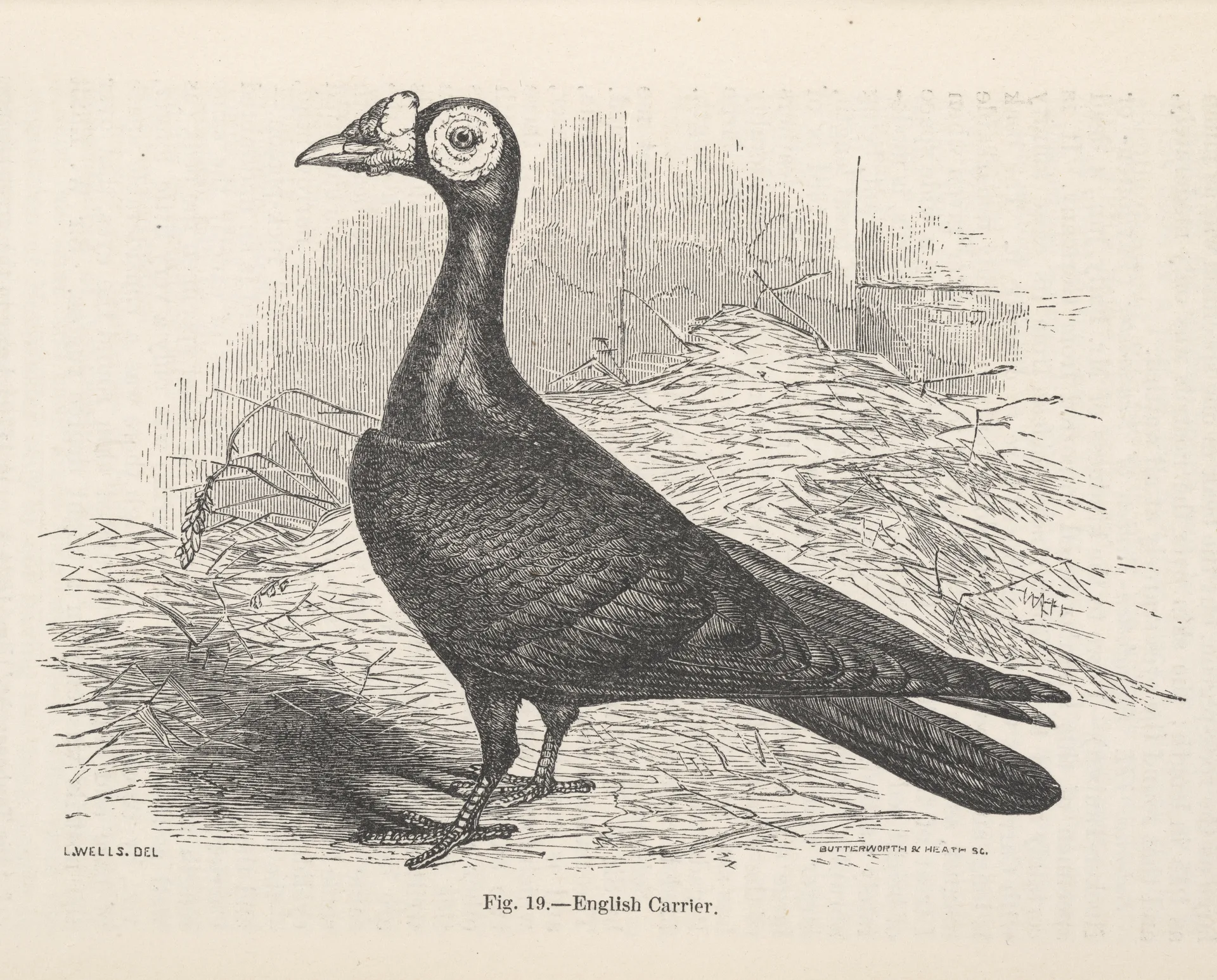 English Carrier Pigeon Artificial Selection