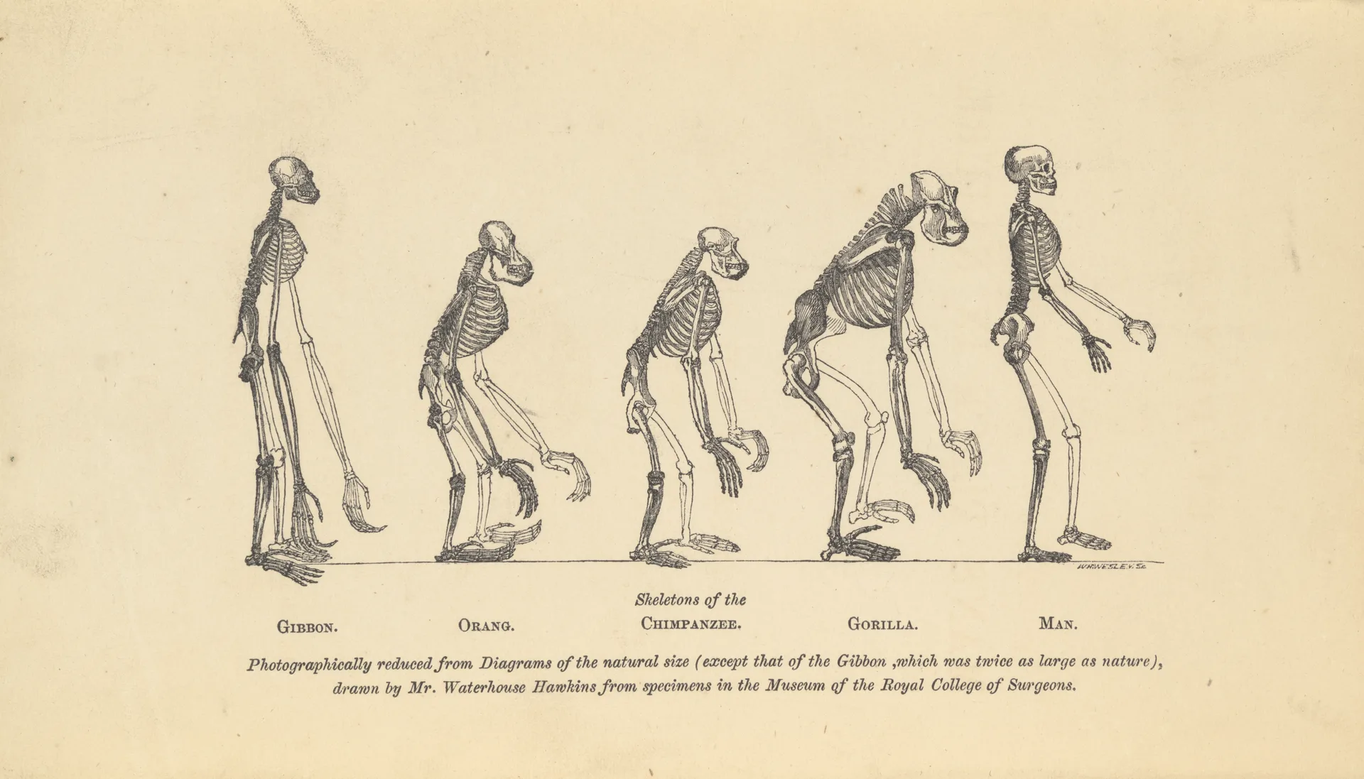 On the Origin of Species First Edition 1859